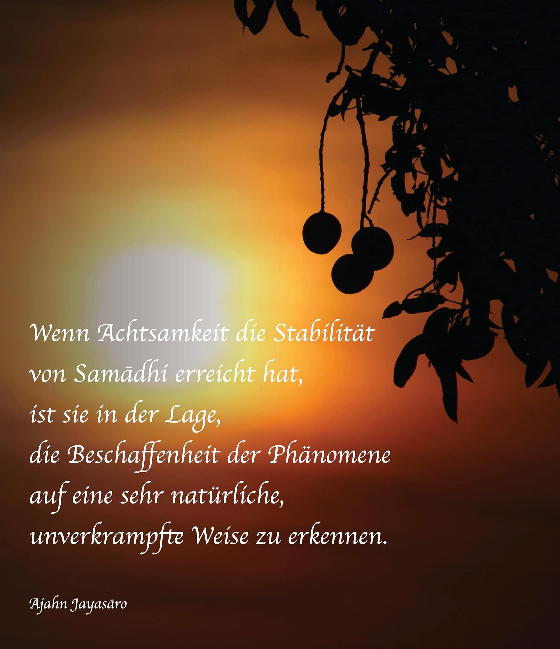Der König und der Mangobaum